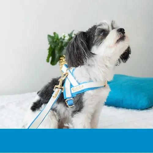 My Baby Boy One-Click Dog Harness Puccissimé Pet Couture