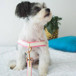 My Baby Girl Collar Puccissimé Pet Couture