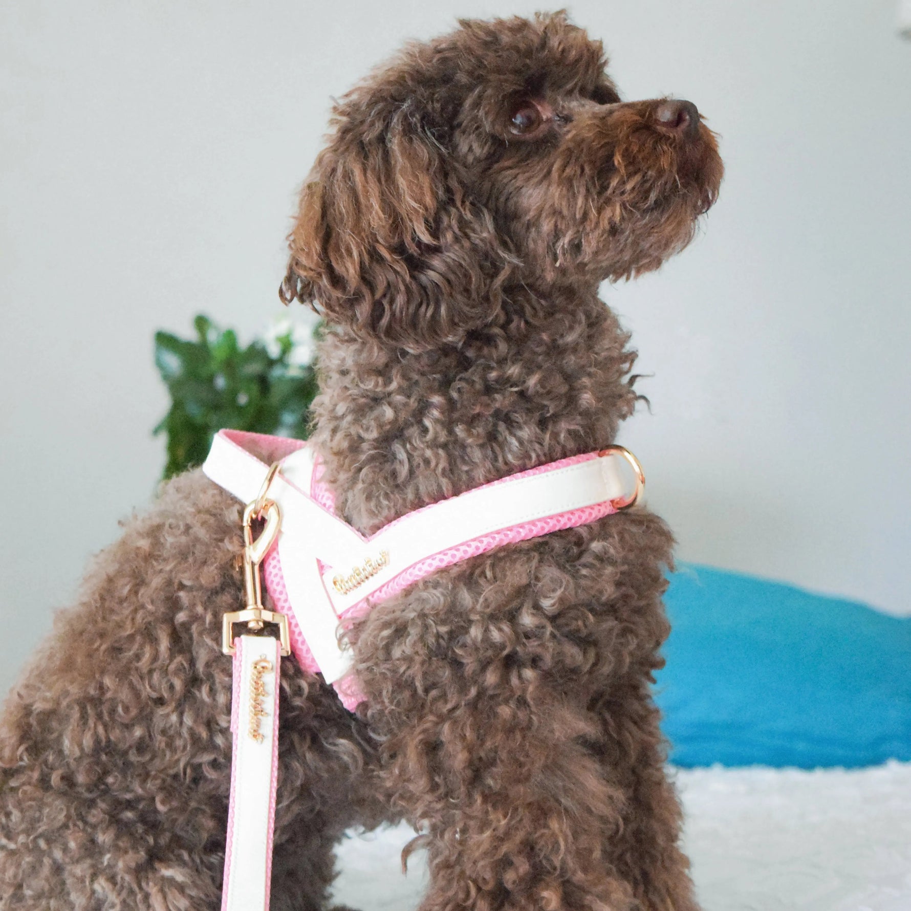 My Baby Girl Collar Puccissimé Pet Couture