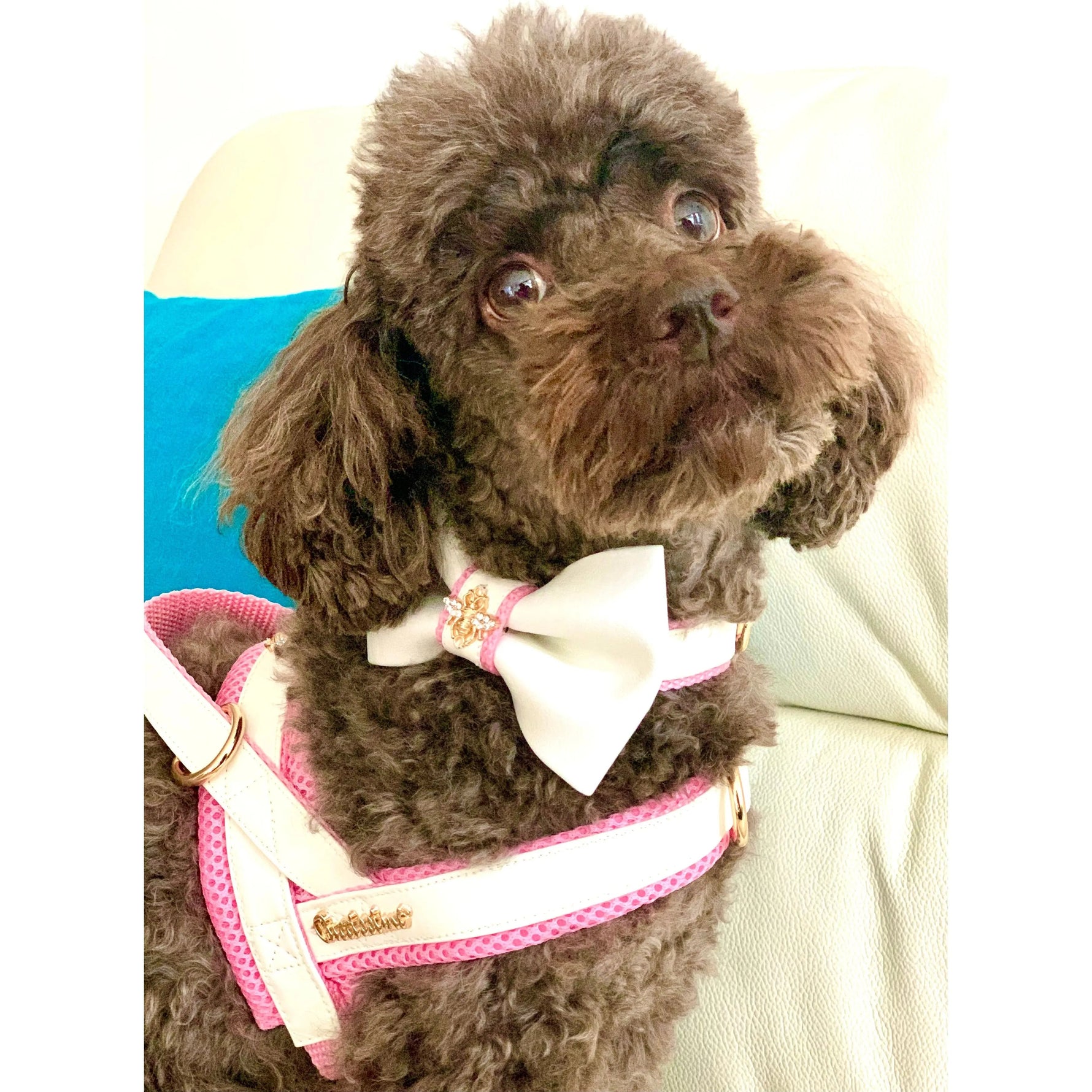 My Baby Girl One-Click Dog Harness Puccissimé Pet Couture