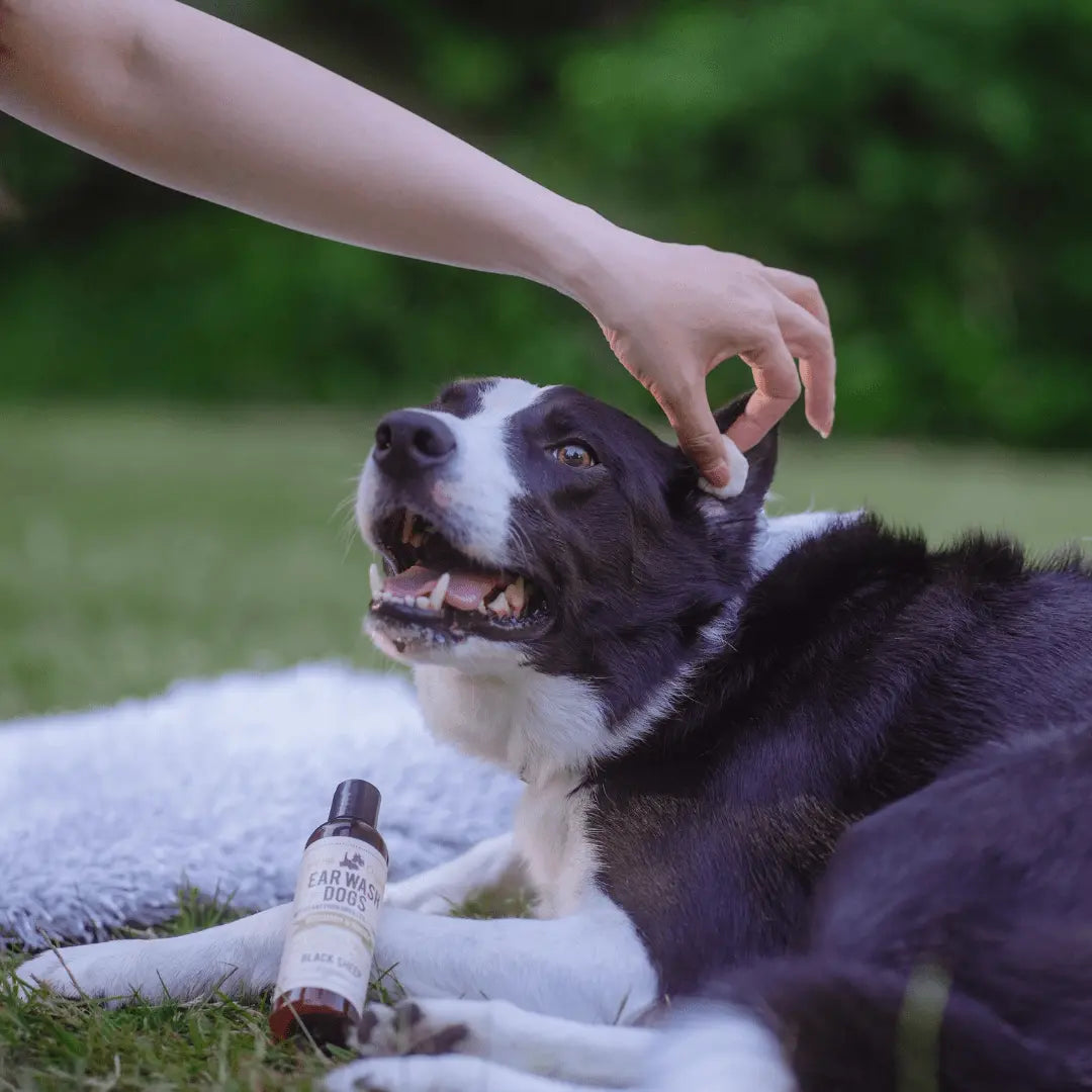 Natural Dog Ear Cleaner – Rosemary & Niaouli Black Sheep Organics