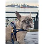 Neptune Collar Puccissimé Pet Couture