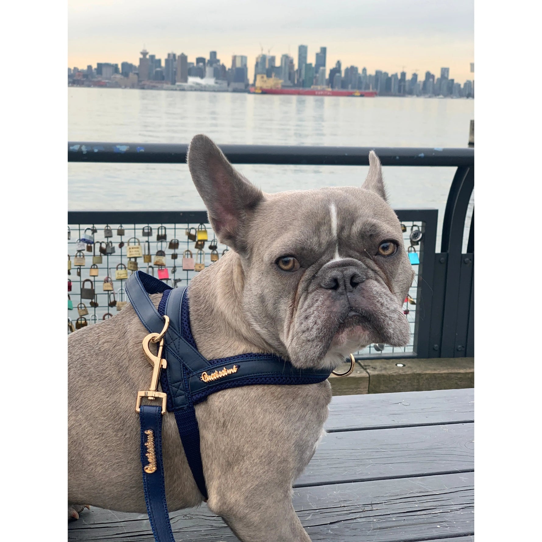 Neptune Collar Puccissimé Pet Couture