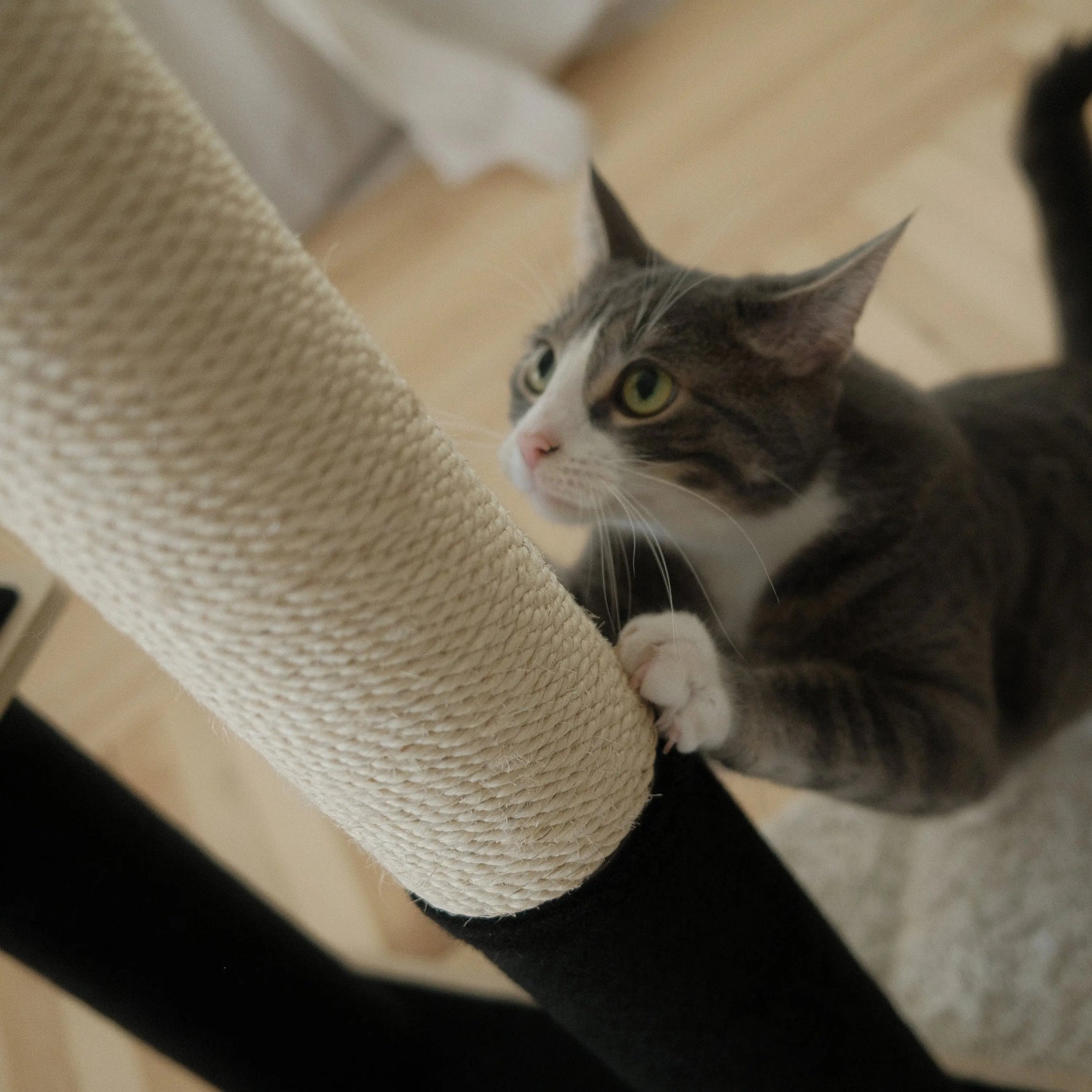 Noba Modern Plywood 2-Level Cat Tree Noba Animal Co.