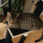 Noba Modern Plywood 3-Level Cat Tree Noba Animal Co.