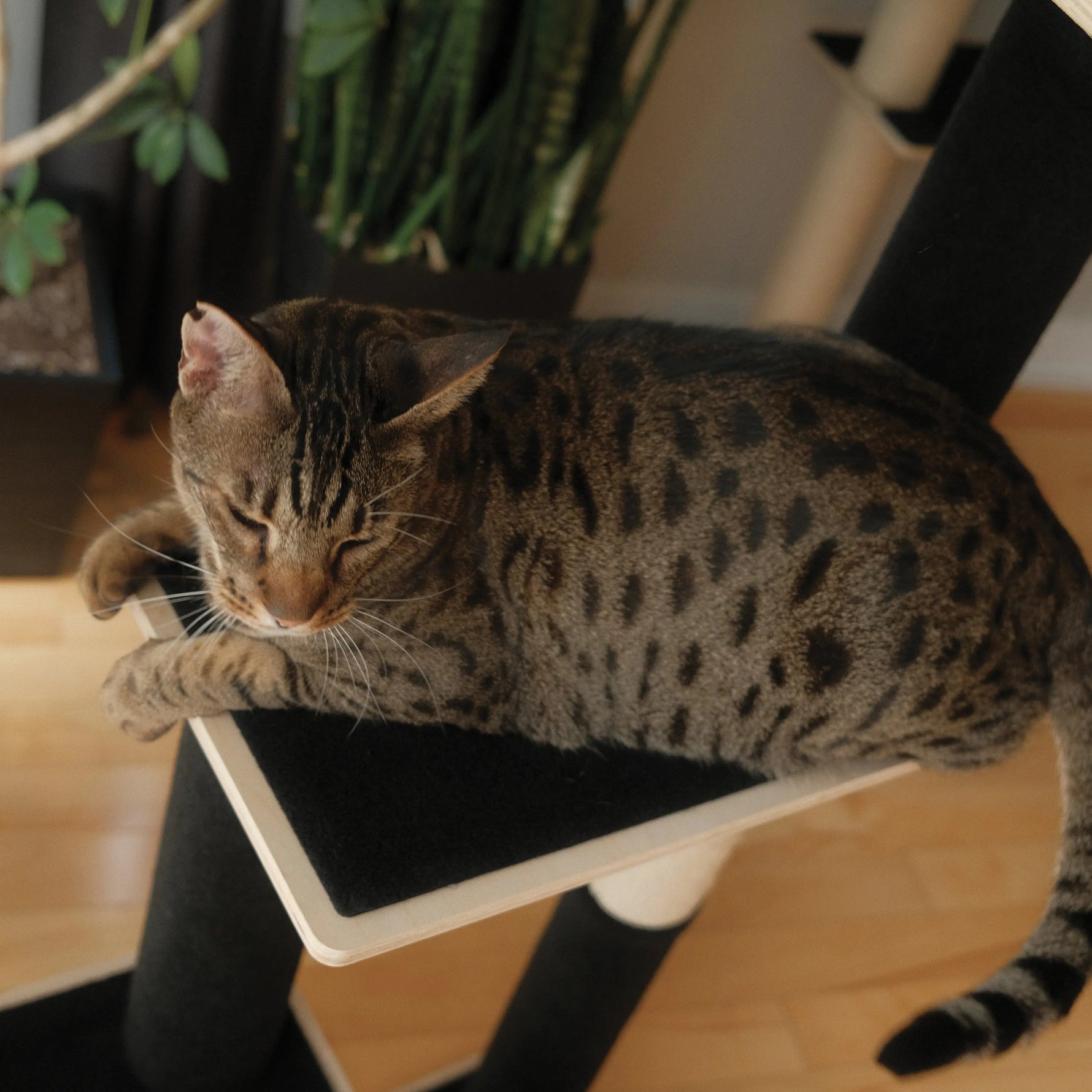 Noba Modern Plywood 3-Level Cat Tree Noba Animal Co.