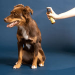 Off Leash Dog Spray – Itch Relief & Deodorizing Black Sheep Organics