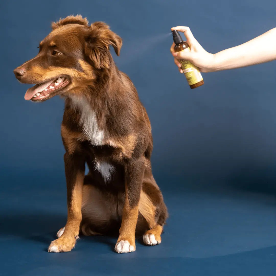 Off Leash Dog Spray – Itch Relief & Deodorizing Black Sheep Organics