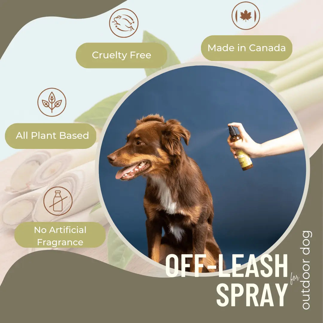 Off Leash Dog Spray – Itch Relief & Deodorizing Black Sheep Organics