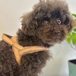 Peach real Leather One-Click Dog Harness Puccissimé Pet Couture