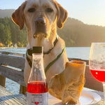 PetWineShop - Zinfantail Salmon + Bone Health Dog Wine Liquid Supplement  - Wine for Dogs - PAWMART.ca