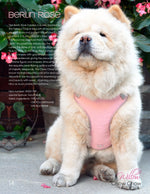 Pretty Paw - Berlin ROSE - Dogs Harness - PAWMART.ca