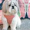 Pretty Paw - Melrose HOUNDSTOOTH - Dogs Harness - PAWMART.ca