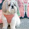 Pretty Paw - Melrose HOUNDSTOOTH - Dogs Harness - PAWMART.ca Canadian Pet Store & Pet Grooming