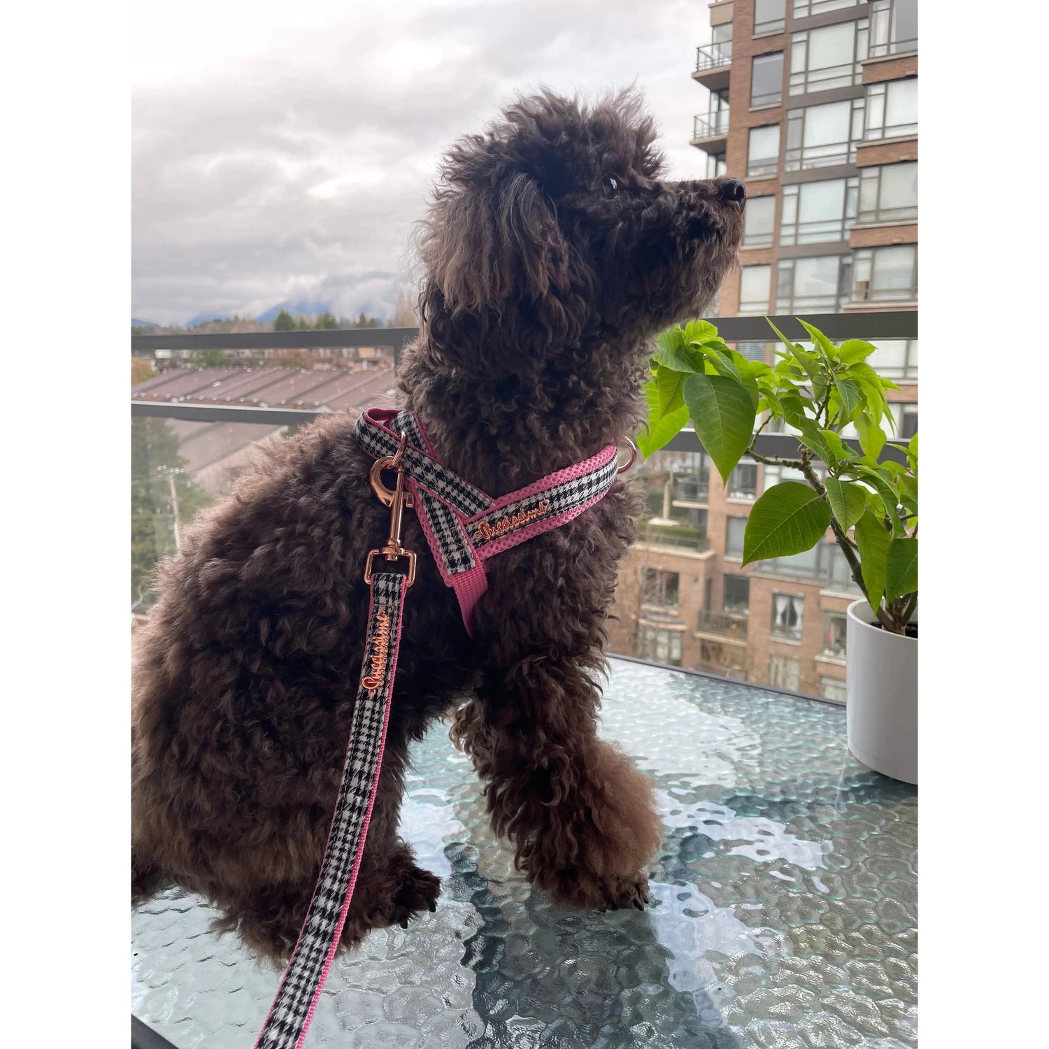 Princess Houndstooth Pink One-Click Dog Harness Puccissimé Pet Couture