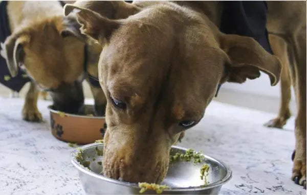 Puppy Gang - Zesty Rosemary Chicken - Fresh food for Dogs Puppy Gang