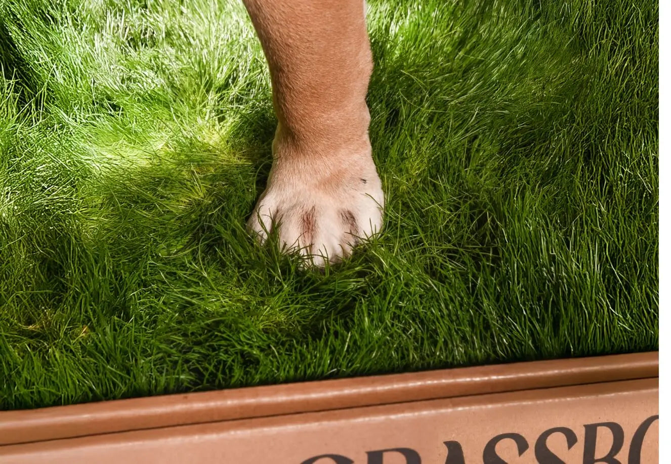 Real GrassBox Grassbox