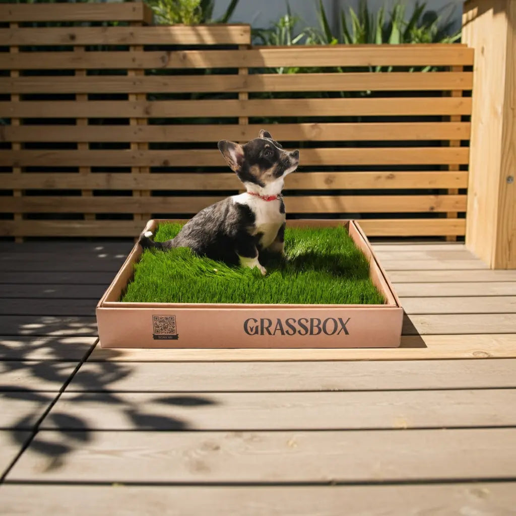Real GrassBox Grassbox