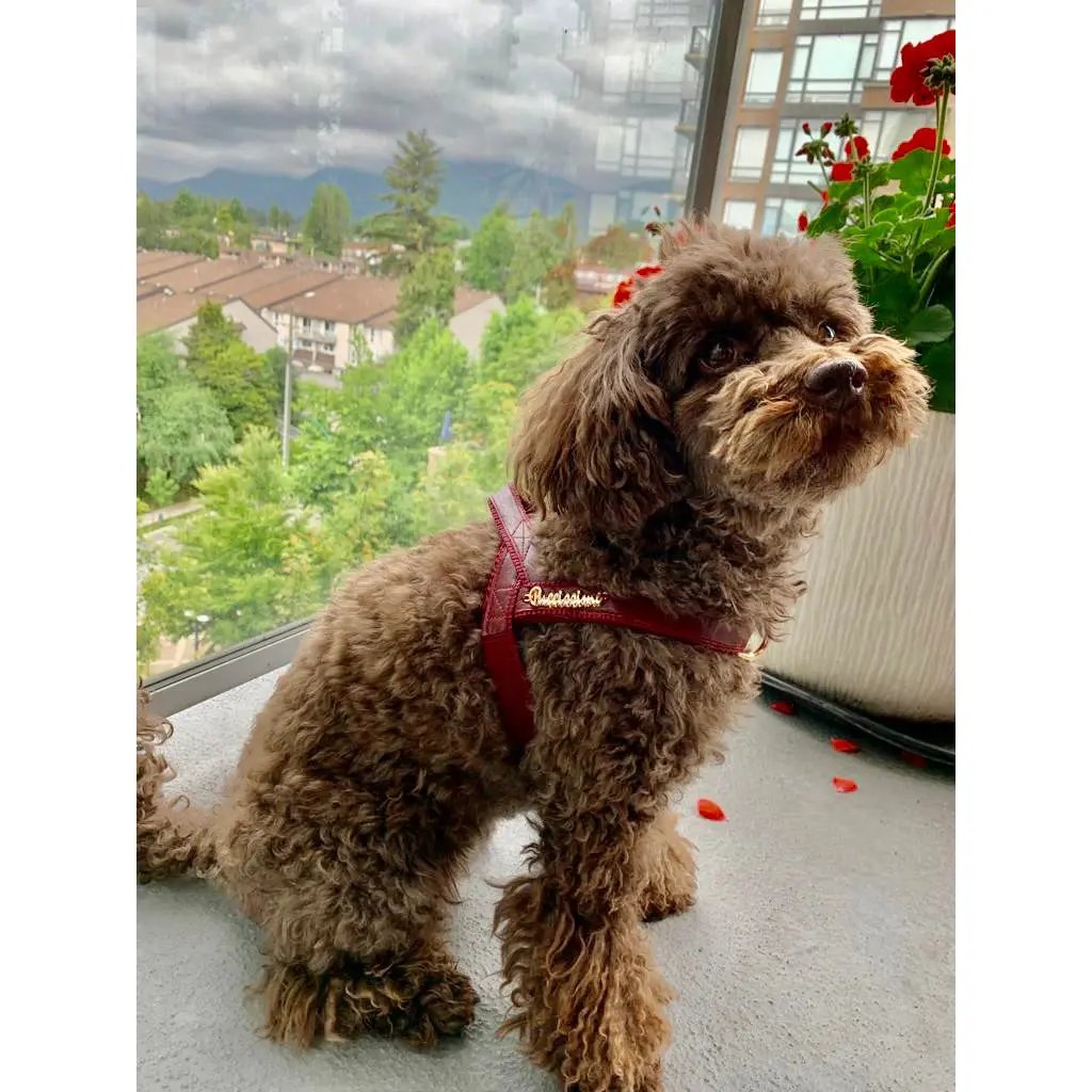 Red Wine One-Click Dog Harness Puccissimé Pet Couture