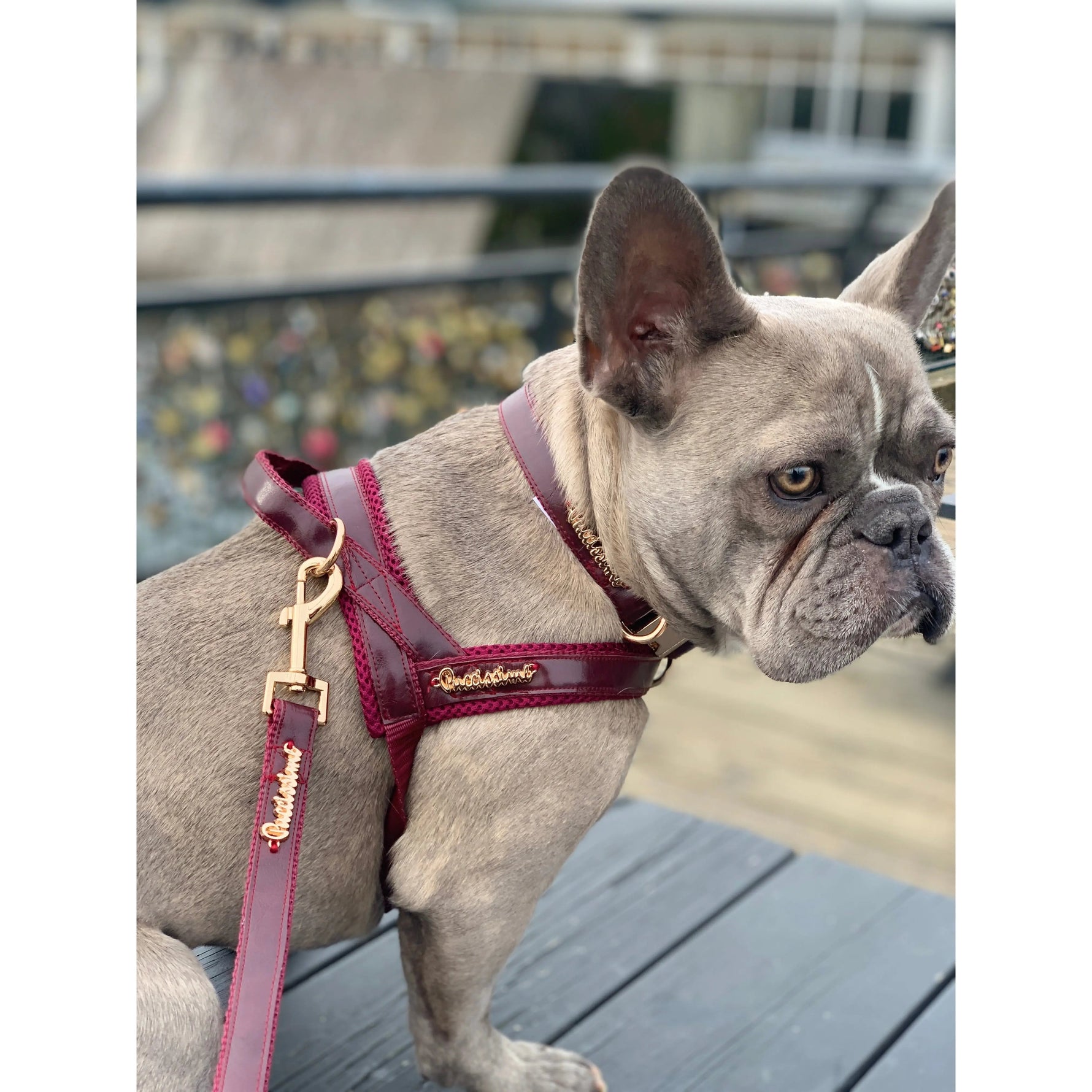 Red Wine One-Click Dog Harness Puccissimé Pet Couture