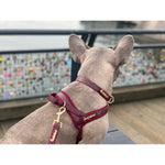 Red Wine collar Puccissimé Pet Couture