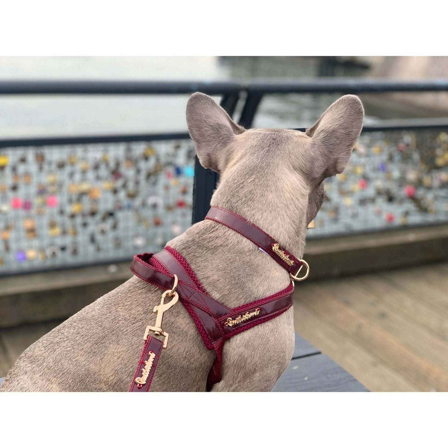 Red Wine collar Puccissimé Pet Couture