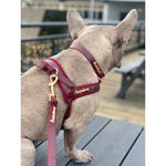 Red Wine leash Puccissimé Pet Couture