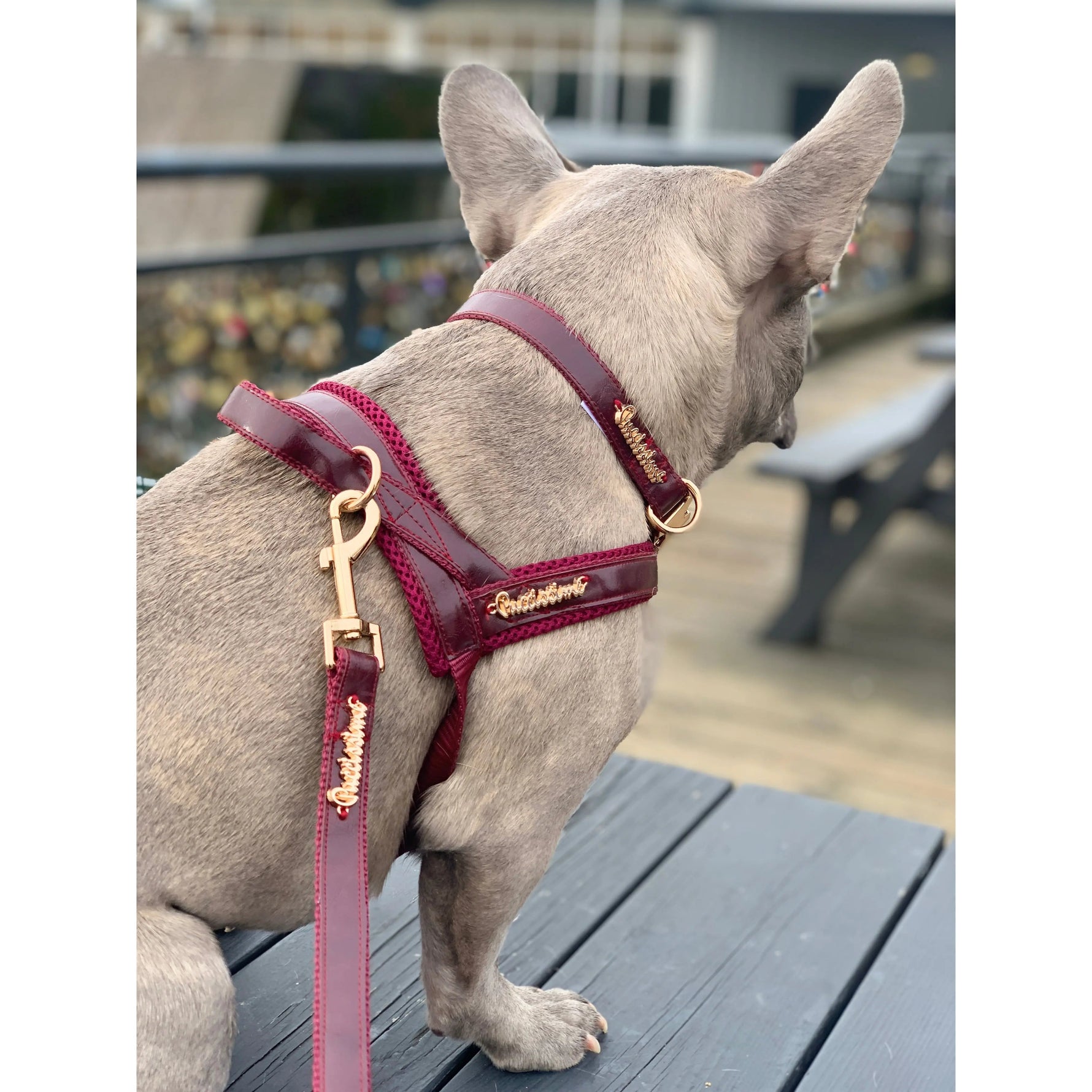 Red Wine leash Puccissimé Pet Couture