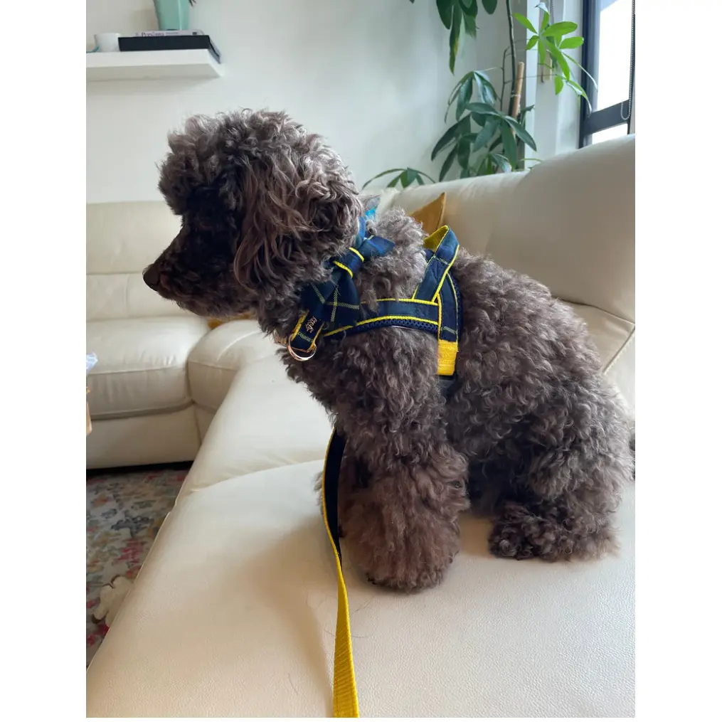 Scotland tartan leash with hands-free extension Puccissimé Pet Couture