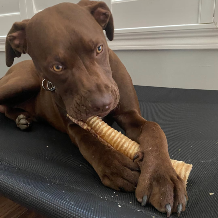 12 Inch Beef Trachea Dog Chews, product photo 2 of 6