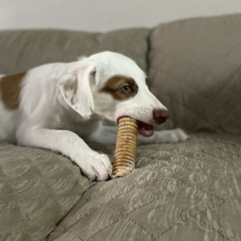 6 Inch Beef Trachea Dog Chews, product photo 2 of 6