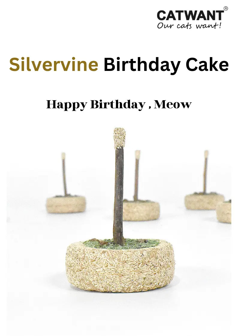 Silvervine Birthday Cake CATWANT