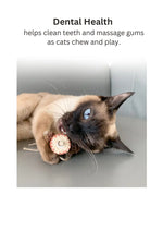 Silvervine Corn Goldfish CATWANT