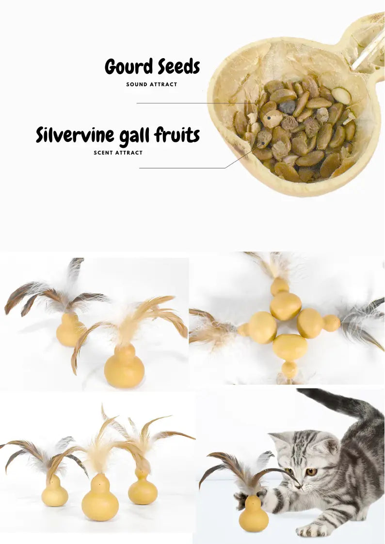 Silvervine Gall Fruit Gourd CATWANT