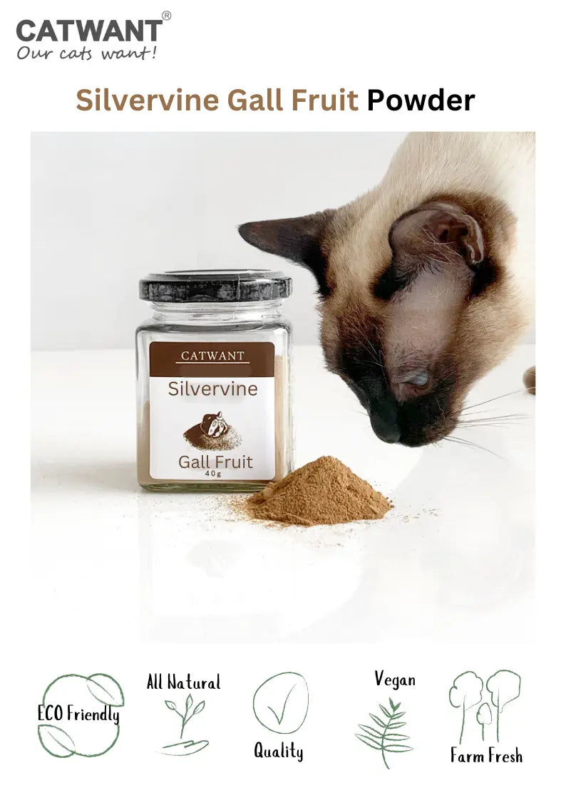 Silvervine Gall Fruit Powder CATWANT