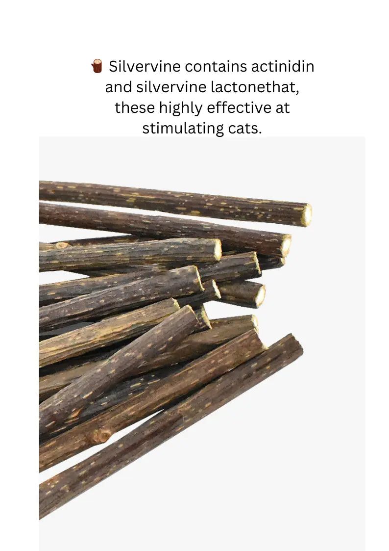 Silvervine Magic Broom CATWANT