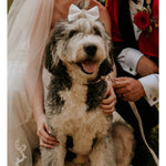 Swan bow tie Puccissimé Pet Couture