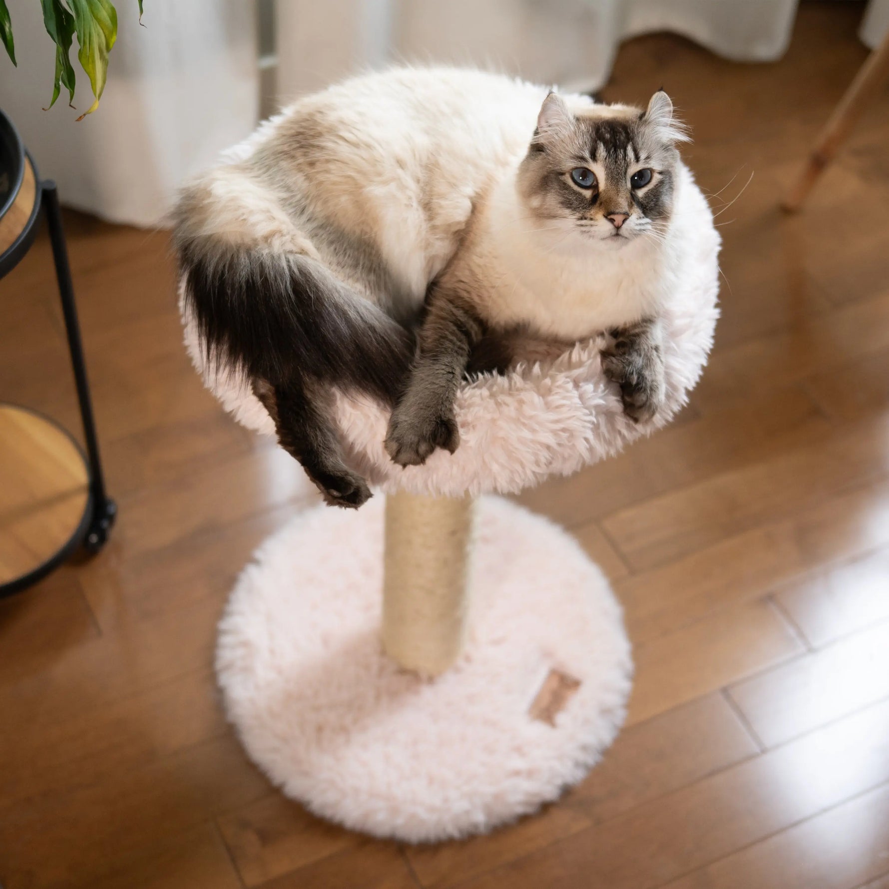 The Blush Perch – 1-Level Cat Tree Noba Animal Co.