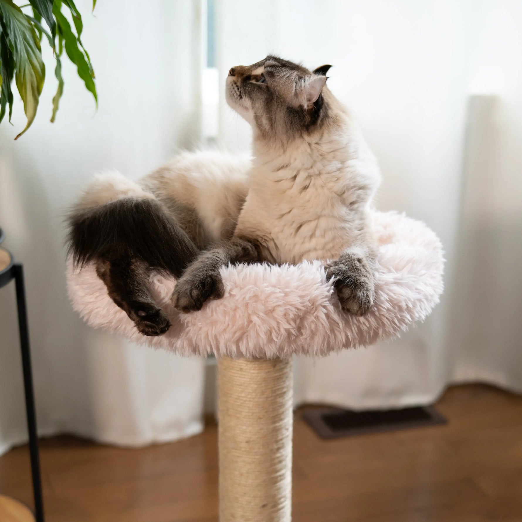 The Blush Perch – 1-Level Cat Tree Noba Animal Co.