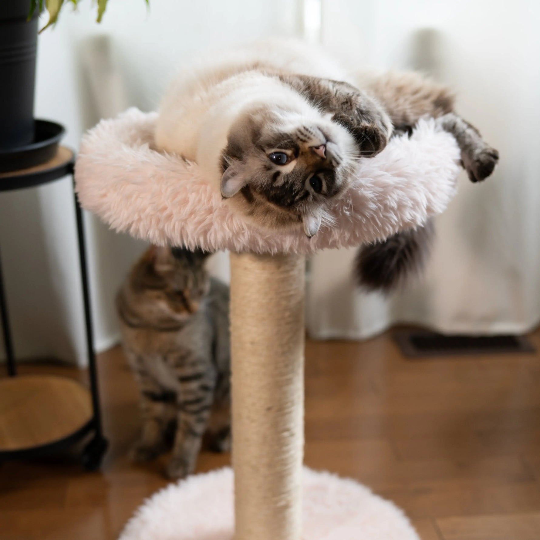The Blush Perch – 1-Level Cat Tree Noba Animal Co.