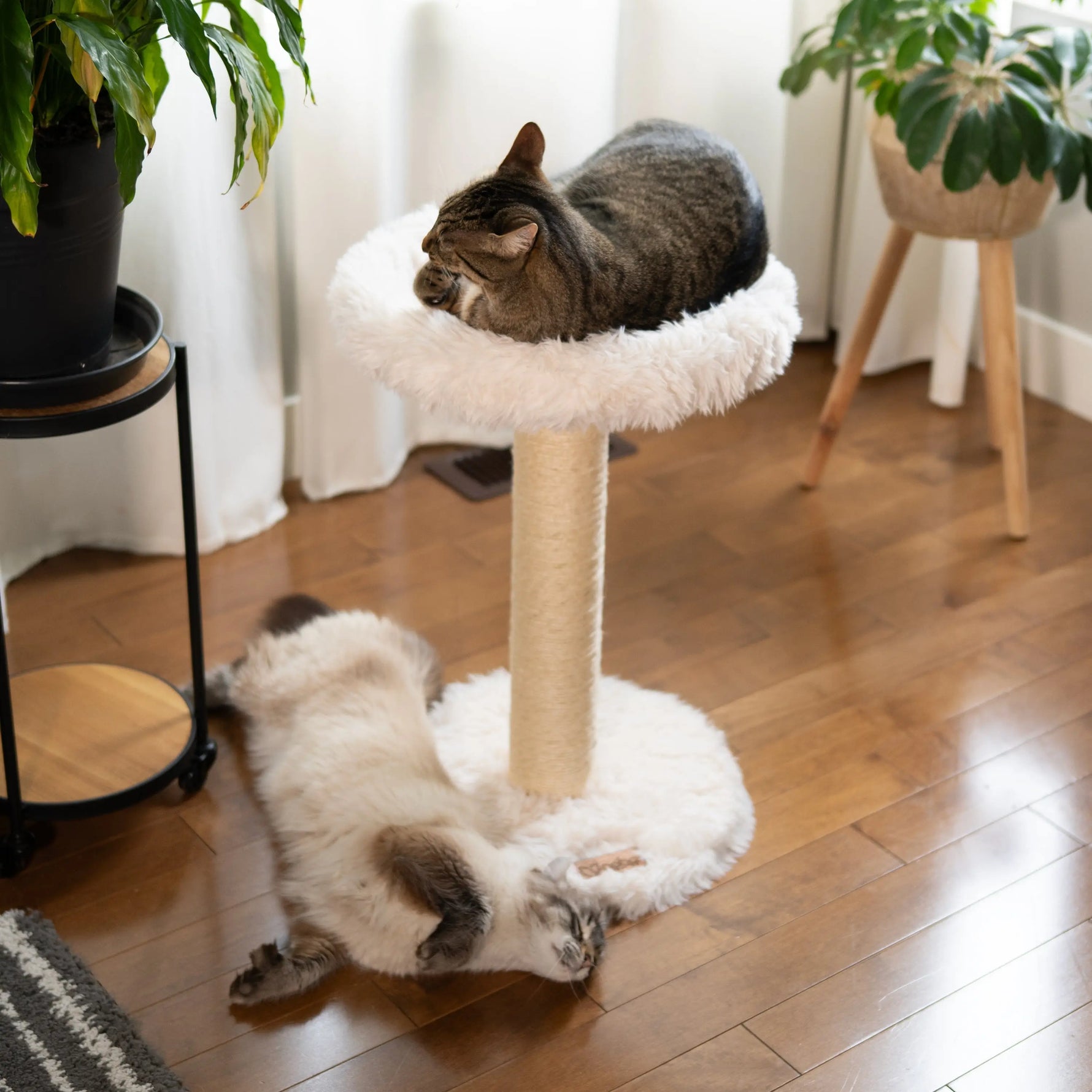 The Blush Perch – 1-Level Cat Tree Noba Animal Co.