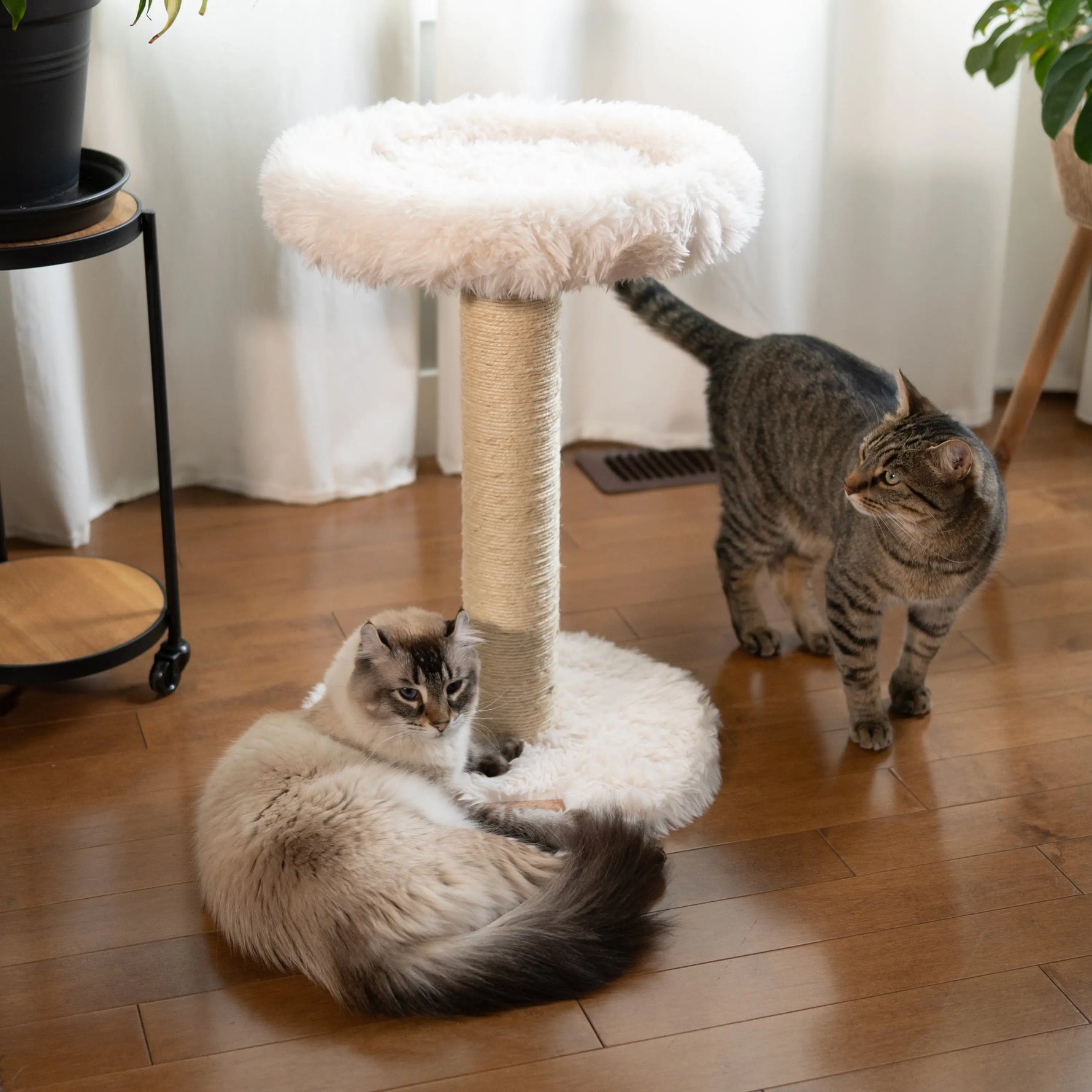 The Blush Perch – 1-Level Cat Tree Noba Animal Co.