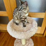The Blush Perch – 1-Level Cat Tree Noba Animal Co.