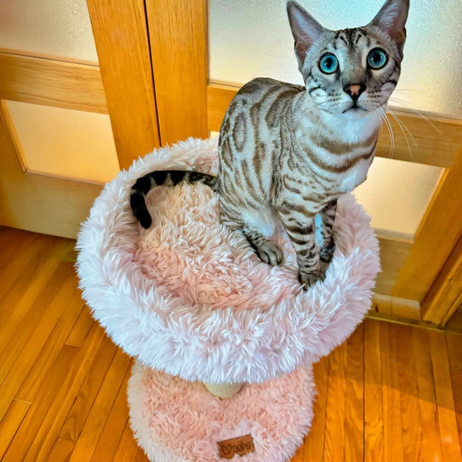 The Blush Perch – 1-Level Cat Tree Noba Animal Co.