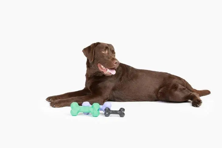 The modern pet company - Busy Buddy Bone Toy  - Dog Toy - PAWMART.ca