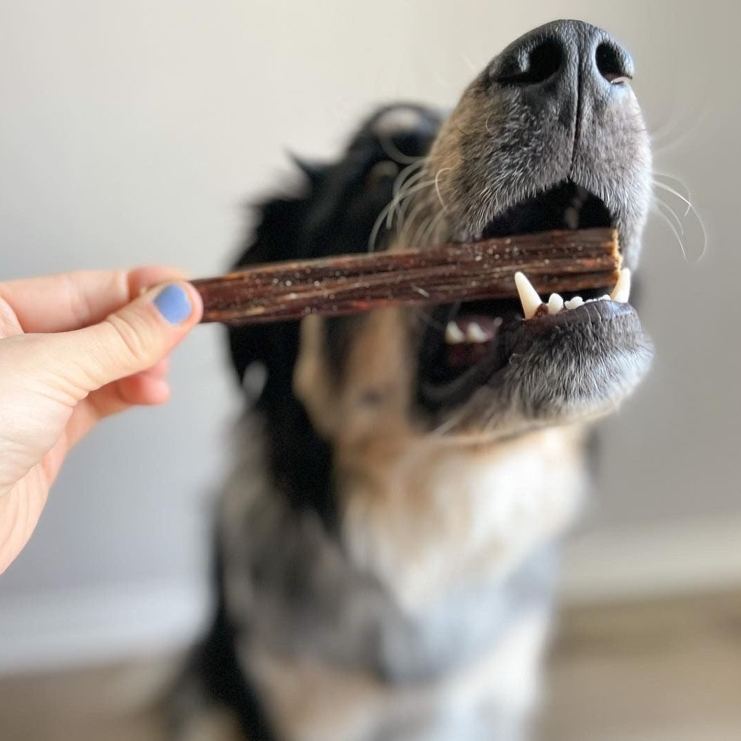 6 Inch Beef Jerky Stick Dog Treats, product photo 2 of 8