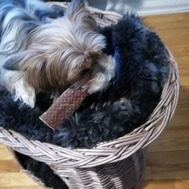 6 Inch Beef Jerky Strip Dog Treats, product photo 4 of 6