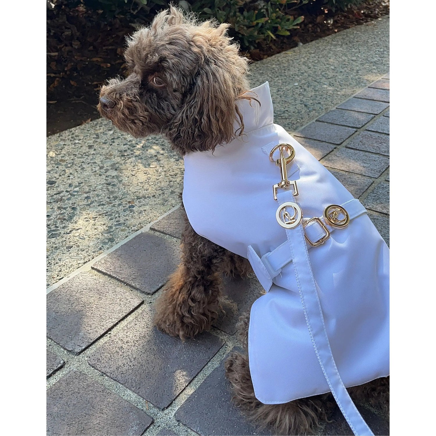 White Rain Jacket Puccissimé Pet Couture
