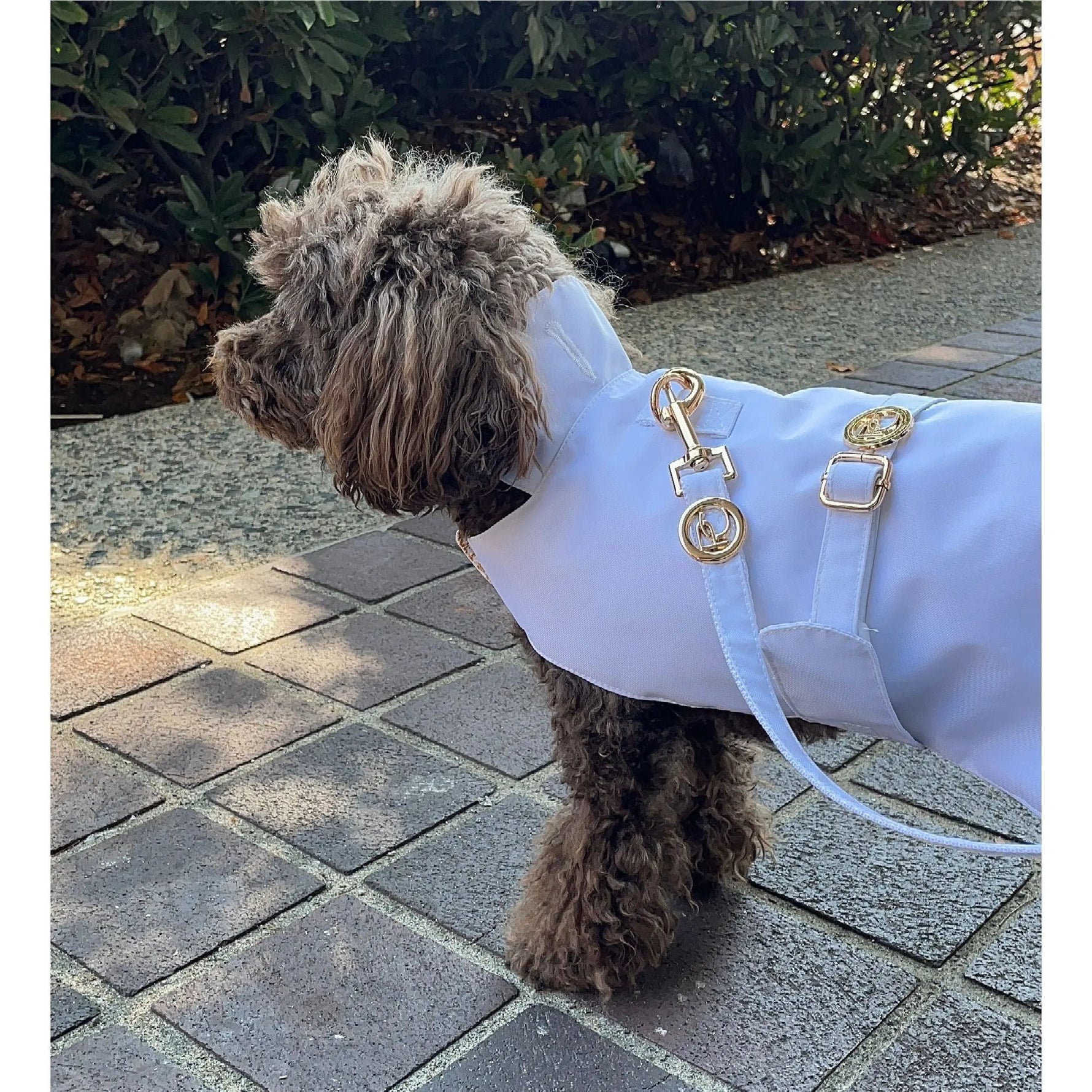 White Rain Jacket Puccissimé Pet Couture