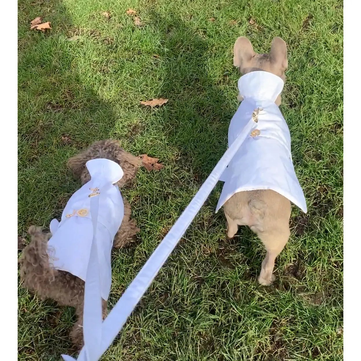 White Rain Jacket Puccissimé Pet Couture